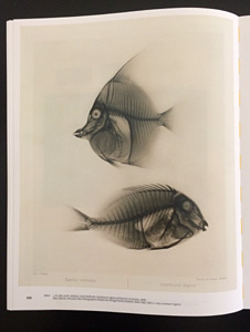 Zwei Seefische: Acanthurus nigros und Zanclus cornutus